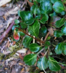 Shortia rotundifolia