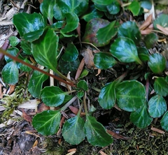 Shortia rotundifolia