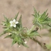 Navarretia atractyloides - Photo (c) James Bailey,  זכויות יוצרים חלקיות (CC BY-NC), uploaded by James Bailey