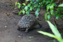 Stigmochelys pardalis
