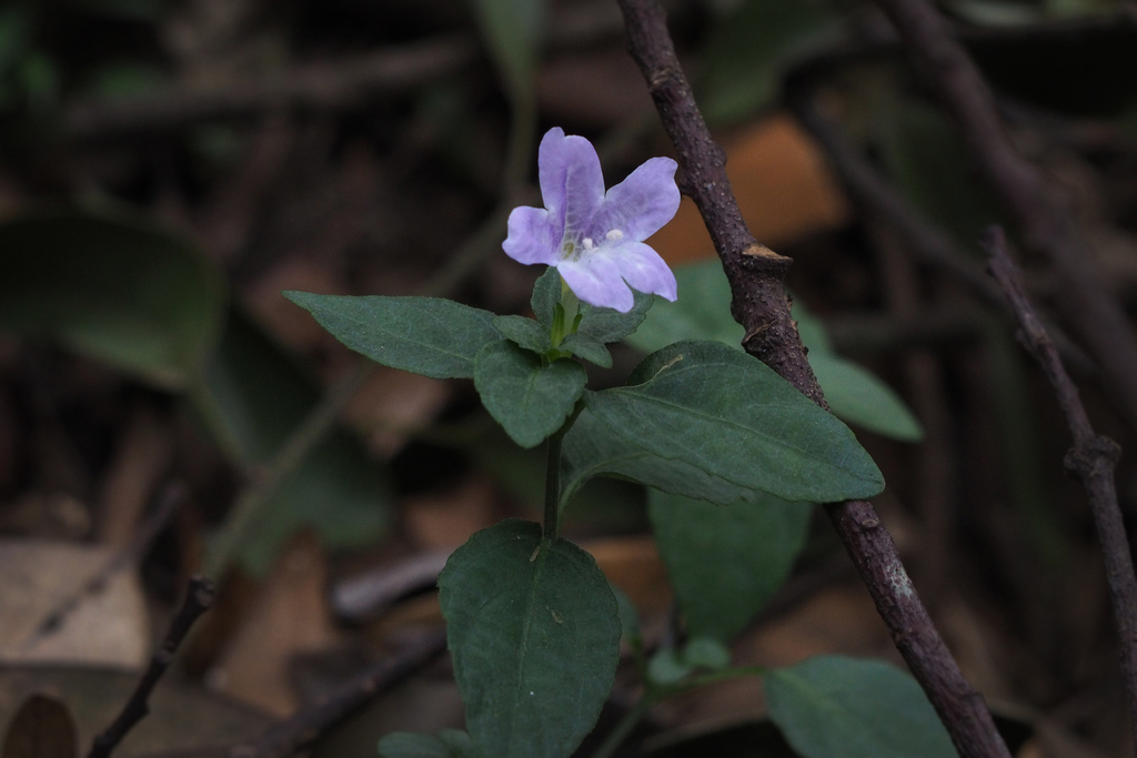 Strobilanthes tetrasperma (Strobilanthes tetrasperma)