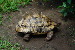Stigmochelys pardalis