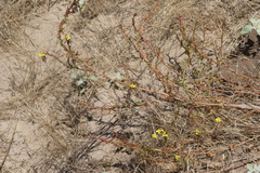 Camissoniopsis lewisii