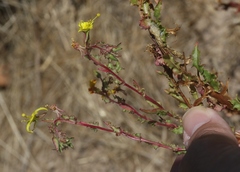 Camissoniopsis lewisii