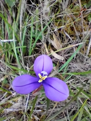 Patersonia occidentalis occidentalis