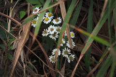 Aster baccharoides
