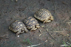 Stigmochelys pardalis