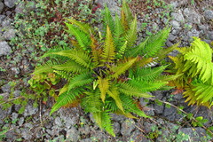 Pityrogramma austroamericana