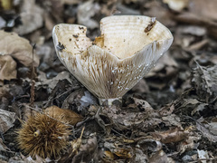 Lactarius zonarius