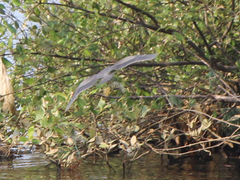 Ardea purpurea