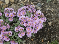 Oscularia caulescens