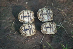 Stigmochelys pardalis