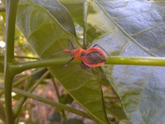 Gminatus wallengreni