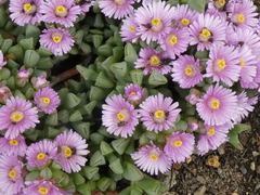 Oscularia caulescens