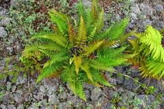 Pityrogramma austroamericana