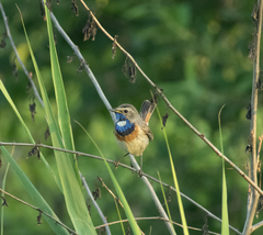 Luscinia svecica