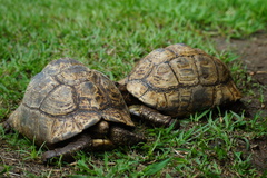 Stigmochelys pardalis