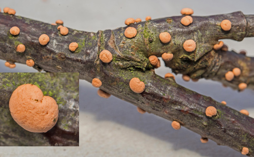 Paprastasis Raudonspuogis nuotrauka