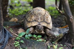 Stigmochelys pardalis