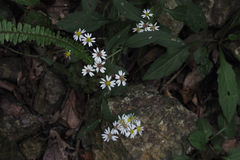 Aster baccharoides