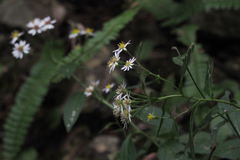 Aster baccharoides