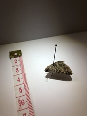 Polydesma boarmoides