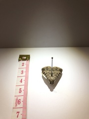 Polydesma boarmoides