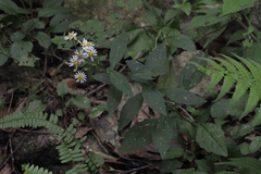 Aster baccharoides
