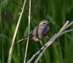 Luscinia svecica