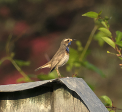 Luscinia svecica
