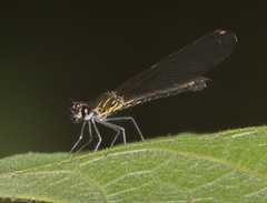 Chlorocyphidae