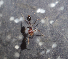 Ocymyrmex barbiger