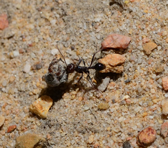 Ocymyrmex barbiger