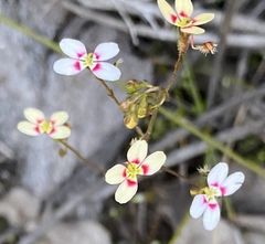 Stylidium caespitosum