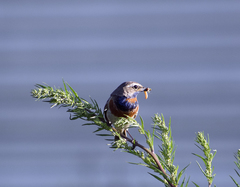 Luscinia svecica