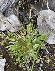 Stylidium caespitosum