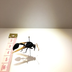 Delta pyriforme philippinense