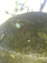 Bijoaraneus praesignis