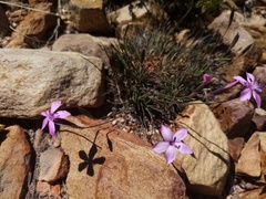 Dianthus thunbergii