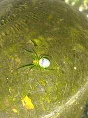 Bijoaraneus praesignis