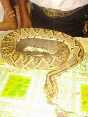 Crotalus culminatus