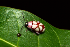 Omophoita magniguttis