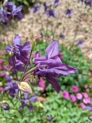 Aquilegia atrata