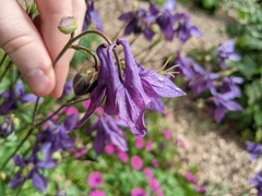 Aquilegia atrata