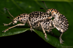 Cydianerus latruncularius