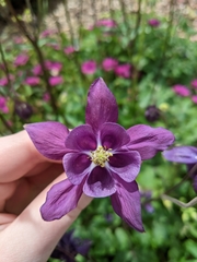 Aquilegia atrata