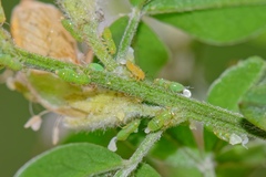 Acizzia jamatonica