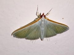 Diaphania costata