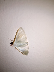 Diaphania costata