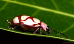Omophoita magniguttis